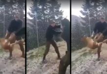 Κόνιτσα: Αγνοείται η τύχη του σκύλου που βασάνισαν οι δύο φαντάροι