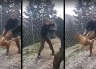 Κόνιτσα: Αγνοείται η τύχη του σκύλου που βασάνισαν οι δύο φαντάροι