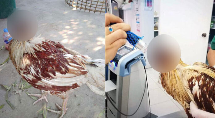 Αποκεφαλισμένη κότα ζει και μεγαλώνει κανονικά εδώ και μία εβδομάδα