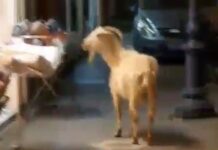 Τρίπολη: Περπατούσε και είδε μπροστά της αυτές τις εικόνες – Άφωνη η κοπέλα στο κέντρο