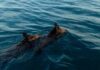 Βγήκαν για συναγρίδες στο Ιόνιο και ψάρεψαν… αγριογούρουνα!