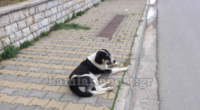 Λαμία: Αποκρουστικές εικόνες με νεκρά σκυλιά – Οργή για τον δράστη – Πως σώθηκε το 4ο της παρέας