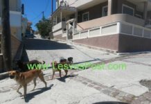Λέσβος: Εφιάλτης για γυναίκα από επίθεση αδέσποτου σκύλου – Οι εικόνες που προβληματίζουν