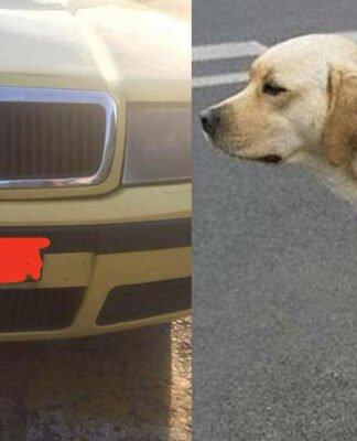 Ταξιτζής πέταξε έξω από όχημα 2 παιδιά με πρόβλημα όρασης όταν είδε τον σκύλο-συνοδό
