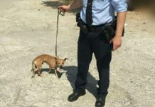 Θύμισε… "Χάτσικο". Συγκινεί ο σκύλος της 75χρονης που βρέθηκε νεκρή στην Ηλιούπολη