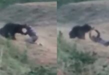 Αρκούδα κατασπάραξε οδηγό ταξί που πήγε να βγάλει selfie μαζί της