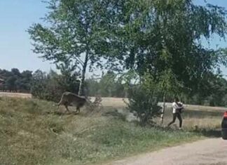 Οικογένεια βγήκε από το αμάξι σε σαφάρι και τους πήραν στο κυνήγι τα τσιτάχ