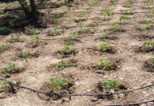 Ρέθυμνο: Το ελικόπτερο της αστυνομίας αποκάλυψε αυτές τις εικόνες – Νέες χασισοφυτείες στον Μυλοπόταμο
