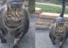 Εξωφρενικά μυώδης γάτα έχει ξετρελάνει το διαδίκτυο