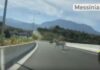 Καλαμάτα: Οδηγούσαν στον περιφερειακό και είδαν μπροστά τους… δύο άλογα.
