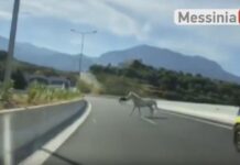 Καλαμάτα: Οδηγούσαν στον περιφερειακό και είδαν μπροστά τους… δύο άλογα.