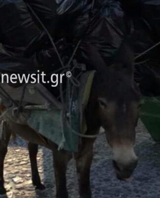 Έγκλημα χωρίς τιμωρία στη Σαντορίνη – Κραυγή αγωνίας για τα γαϊδουράκια