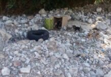 Πάτρα: Πέταξαν τα κουταβάκια στην κοίτη του ποταμού – Κάποια δεν κατάφεραν να επιζήσουν.
