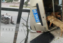 Ιδιοκτήτης σκύλων κυνήγησε των κλέφτη των σκύλων του και του επιτέθηκε με μαχαίρι
