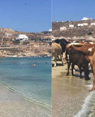Μύκονος: Αγελάδες έκαναν «ντου» σε παραλία μπροστά στα μάτια εκατοντάδων λουόμενων