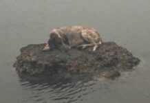 Σκύλος που γλίτωσε από την φωτιά κάθεται μέσα στη θάλασσα πάνω σε βράχο