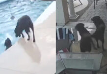 Σκύλος έπεσε στην πισίνα και άρχισε να πνίγεται αλλά τον έσωσε ο καλύτερος φίλος του