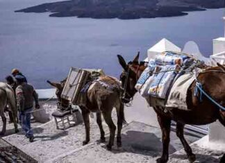 Η Σαντορίνη παίρνει μέτρα για να προστατεύσει τα γαϊδουράκια