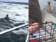 Οικογένεια έσωσε ελάφι που είχε πέσει στην θάλασσα και πνιγόταν