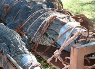 Αυτός είναι ο πελώριος κροκόδειλος των 600 κιλών – Τον έψαχναν 8 ολόκληρα χρόνια – video