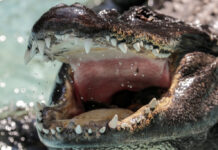 Αλιγάτορας επιτέθηκε και σκότωσε μια 45χρονη που είχε βγάλει βόλτα το σκύλο της