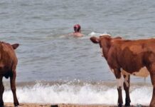 Σουηδία: Αγελάδες σε παραλίες γυμνιστών.