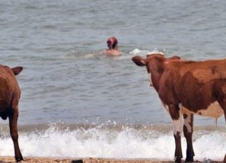 Σουηδία: Αγελάδες σε παραλίες γυμνιστών.