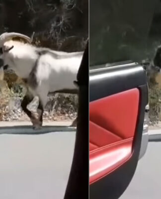 Τράγος στην Κρήτη έκανε kiki challenge