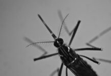 Συναγερμός για ασθένειες που μεταδίδονται στον άνθρωπο από τα κουνούπια – Αυτά συμβουλεύουν οι ειδικοί