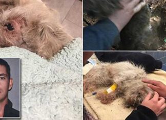 Έθαψε ζωντανό τον 18 ετών σκύλο του επειδή «δεν τα πήγαινε καλά με το καινούργιο του γατάκι»