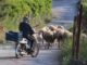 Δίπλωμα οδήγησης… ξανά στα 74 – «Απολύτως λογικό» λέει ο Σπίρτζης