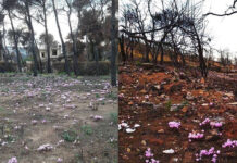Κυκλάμινα φυτρώνουν παντού πάνω στα καμμένα στο Μάτι
