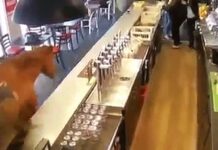Άλογο μπούκαρε σε μπαρ και προκάλεσε πανικό στους πελάτες