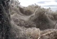 Ξάνθη: Αυτό είναι το ατελείωτο πέπλο που έφτιαξαν αράχνες στη λίμνη Βιστωνίδα – video
