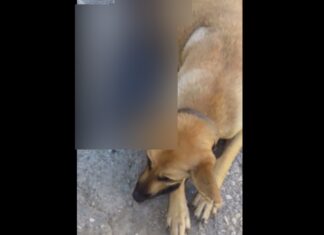 Χανιά: Πυροβόλησαν και σκότωσαν έγκυο σκυλίτσα και τα αγέννητα κουταβάκια της.