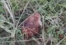 Πάτρα: Έπαθε σοκ η μάνα μόλις διαπίστωσε τι έπιασε το μωρό της – Οι εικόνες που θα θυμάται μια ζωή – video