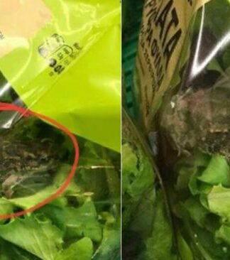 Η επίσημη ανακοίνωση της AB Βασιλόπουλος για τον βάτραχο που βρέθηκε σε σαλάτα