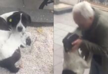 Ιδιοκτήτης βρήκε τον σκύλο του στο δρόμο μετά από 3 χρόνια αναζήτησης