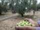 Συναγερμός για πιθανή έλευση του βακτηρίου Xylella fastidiosa στην Ελλάδα