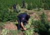 Η Αλβανία παράγει πάνω από 1.000 τόνους χασίς ετησίως