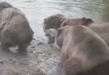Αρκούδες κατασπάραξαν λύκαινα μπροστά στα μάτια έντρομων παιδιών