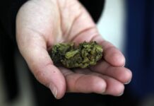 Την κάνναβη ως… ψυχαγωγία ετοιμάζεται να νομιμοποιήσει η Νέα Υόρκη.