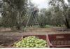 Το πιο καλό ελαιόλαδο στον κόσμο είναι για 1η φορά ελληνικό.
