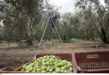 Το πιο καλό ελαιόλαδο στον κόσμο είναι για 1η φορά ελληνικό.