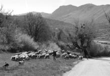 Η τιμωρία κτηνοτρόφου από Βοιωτία που δεν υπέκυψε στον εκβιασμό