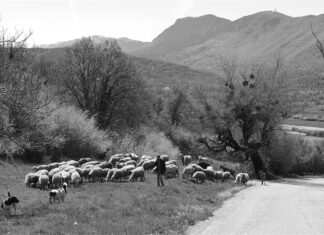 Η τιμωρία κτηνοτρόφου από Βοιωτία που δεν υπέκυψε στον εκβιασμό
