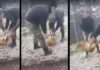 Kαταδικάστηκαν σε 10 χρόνια φυλακή οι φαντάροι που είχαν κακοποιήσει σκύλο στην Κόνιτσα