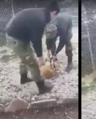 Kαταδικάστηκαν σε 10 χρόνια φυλακή οι φαντάροι που είχαν κακοποιήσει σκύλο στην Κόνιτσα