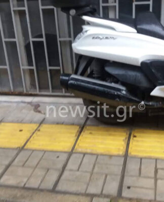 Φίδι "σουλάτσαρε" στον Πειραιά – Η απίστευτη ιστορία!