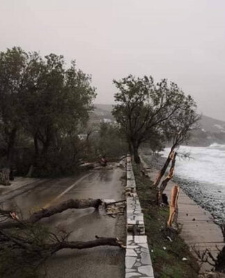 Θεομηνία στην Τήνο. Ξεριζώθηκαν δέντρα – Έκλεισε ο δρόμος